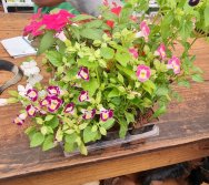 PROGRAMA COLORIR SUSTENTÁVEL - ETAPA PEQUENOS HORTICULTORES