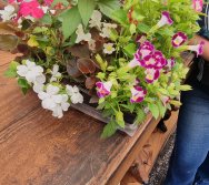 PROGRAMA COLORIR SUSTENTÁVEL - ETAPA PEQUENOS HORTICULTORES