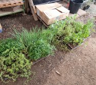 PROGRAMA COLORIR SUSTENTÁVEL - ETAPA PEQUENOS HORTICULTORES