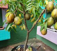 PROJETO COLORIR SUSTENTÁVEL EM AÇÃO NO CMEI VERA CALMON - ANO MANUTENÇÃO