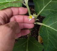 COLHEITA - CRIANÇAS COLHEM AMORAS APOS APRENDEREM TODO O PROCESSO DA HORTA