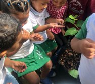 COLHEITA - CRIANÇAS COLHEM AMORAS APOS APRENDEREM TODO O PROCESSO DA HORTA