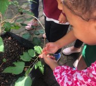 COLHEITA - CRIANÇAS COLHEM AMORAS APOS APRENDEREM TODO O PROCESSO DA HORTA