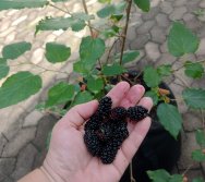 COLHEITA - CRIANÇAS COLHEM AMORAS APOS APRENDEREM TODO O PROCESSO DA HORTA