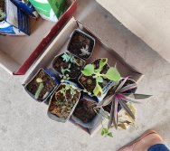 PAA - PASSEATA AMBIENTAL NA COMUNIDADE DE NAQUE - ESCOLA PEDRO FERNANDES