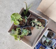 PAA - PASSEATA AMBIENTAL NA COMUNIDADE DE NAQUE - ESCOLA PEDRO FERNANDES