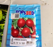 DIA DE PLANTAR RABANETES COM O CMEI REGIONAL SILVESTRE - PEQUENOS HORTICULTORES NO PROJETO COLORIR SUSTENTÁVEL