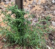 DIA DE PLANTAR RABANETES COM O CMEI REGIONAL SILVESTRE - PEQUENOS HORTICULTORES NO PROJETO COLORIR SUSTENTÁVEL