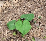 DIA DE PLANTAR RABANETES COM O CMEI REGIONAL SILVESTRE - PEQUENOS HORTICULTORES NO PROJETO COLORIR SUSTENTÁVEL