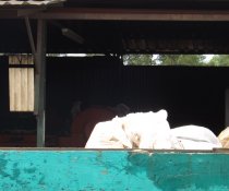 VISITA TÉCNICA DOS PROJETOS SOCIAIS PATROCINADOS PELA MARCA AMBIENTAL À EMPRESA